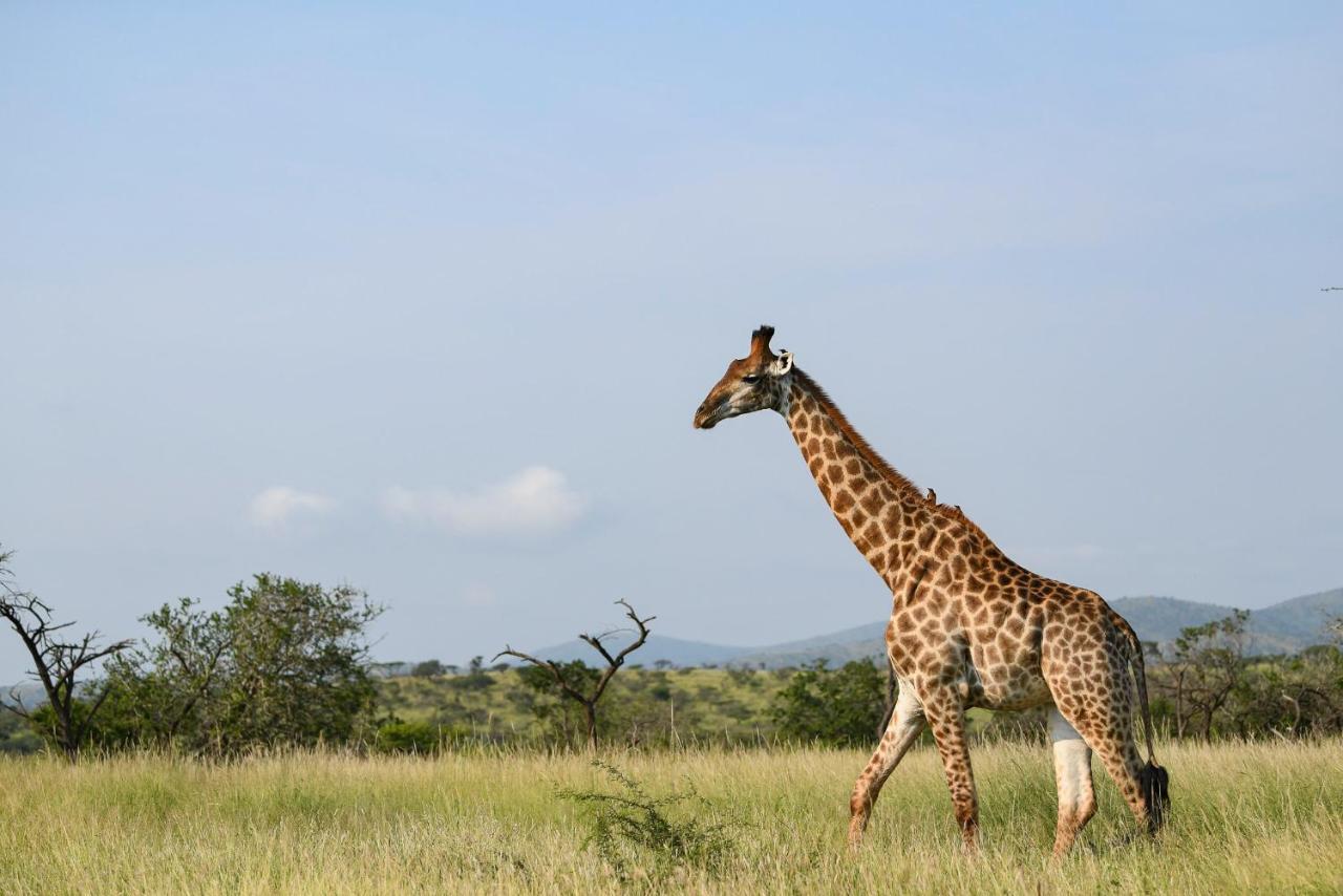 Mavela Game Lodge Mkuze Exteriér fotografie